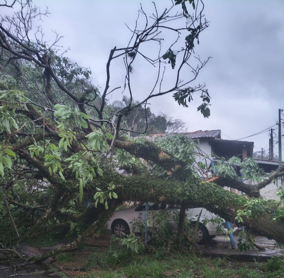 Carro &eacute; atingido por &aacute;rvore em dia em que chuvas provocaram transtorno em v&aacute;rias cidades de S&atilde;o Paulo &mdash; Foto: Defesa Civil Estadual de SP