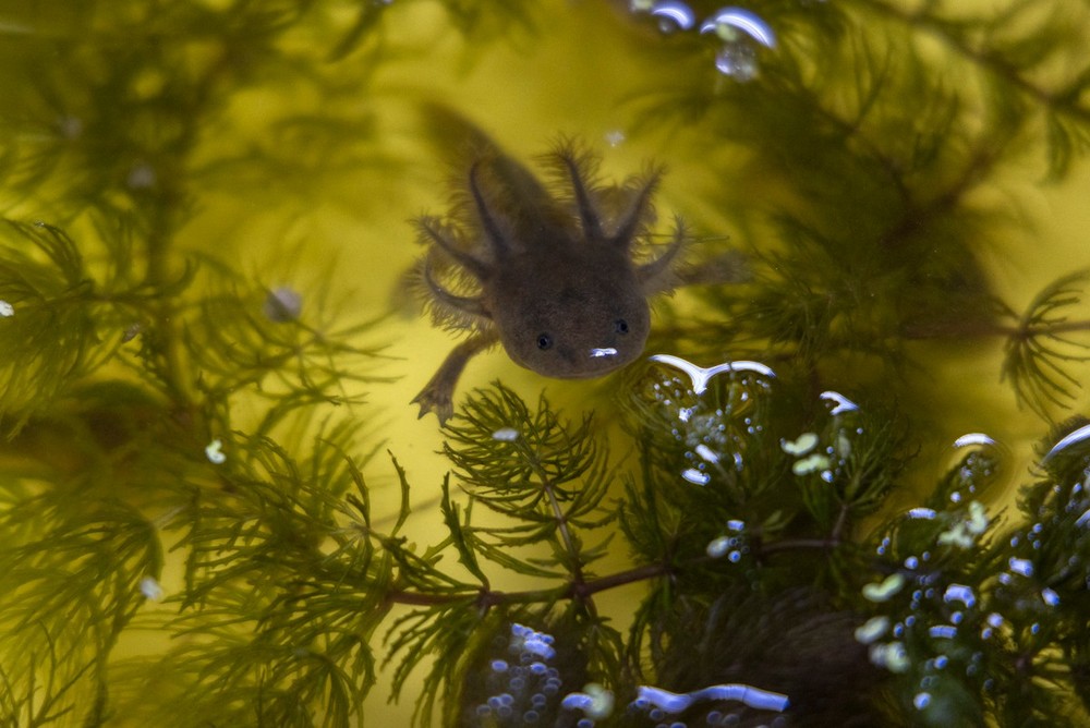 Axolotes se espalham pelo mundo como 'pets', chegam ao Rio, mas estão ...