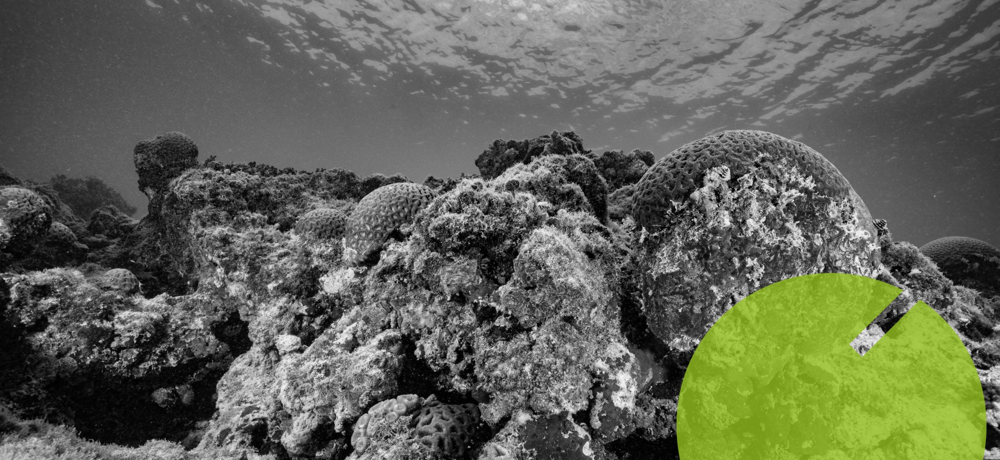 'Agricultura de corais': projeto mira reconstrução de recifes marinhos, ameaçados de sumir com o aquecimento dos oceanos