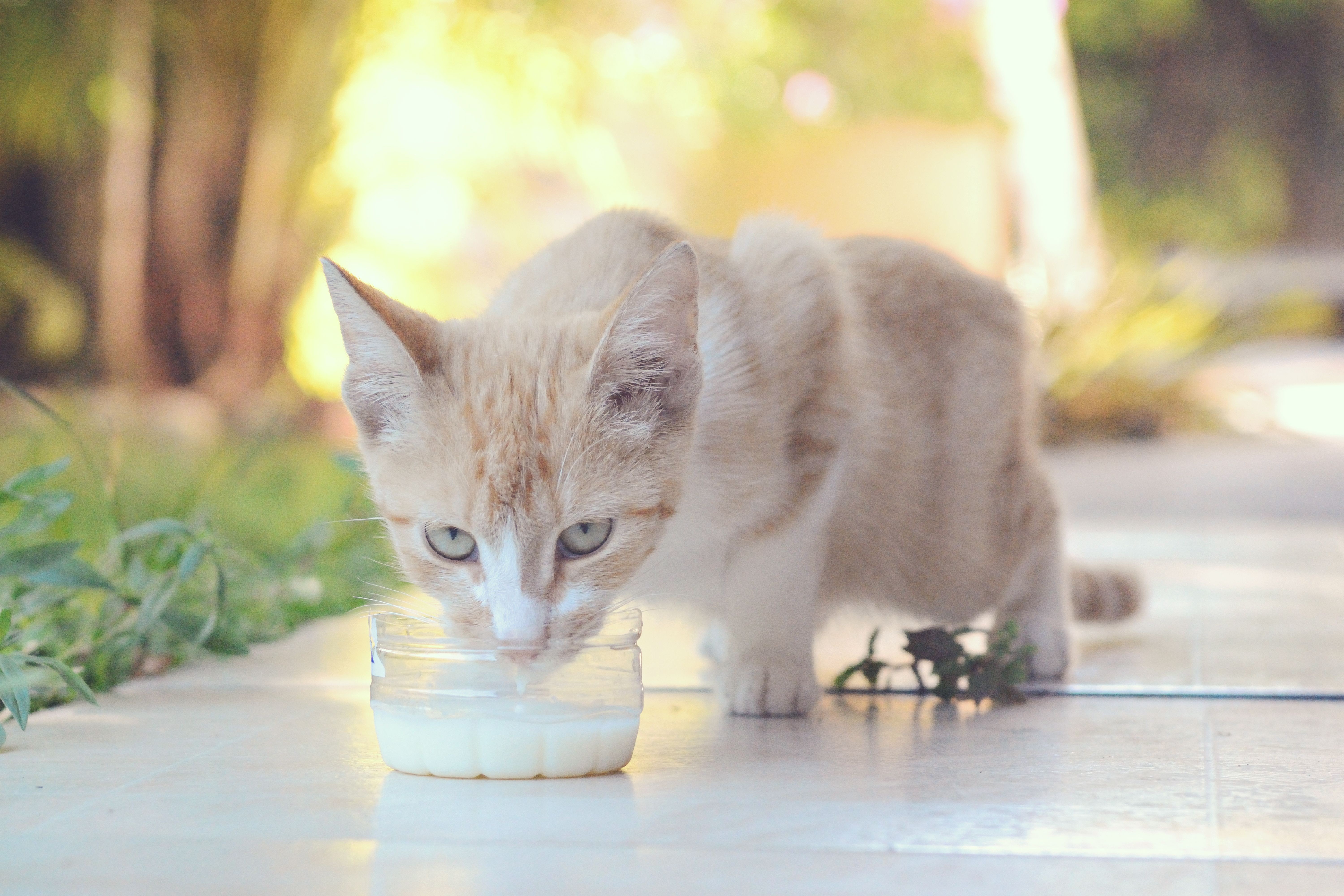 Gatos podem beber leite? Veterinário explica os riscos e o que é adequado comerem - QTU Questões do Universo