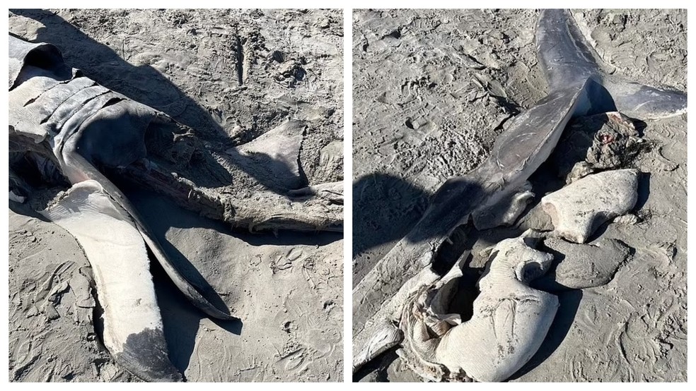 Tubarão-branco de 4 metros é encontrado sem a metade do corpo em praia da Austrália — Foto: Reprodução